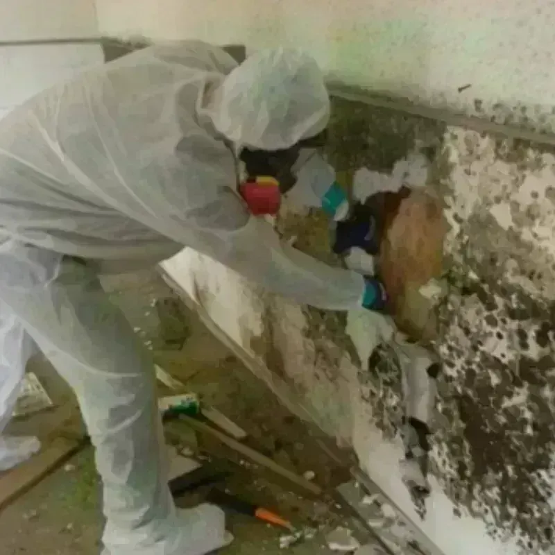 Mold Remediation and Removal in Athena, OR